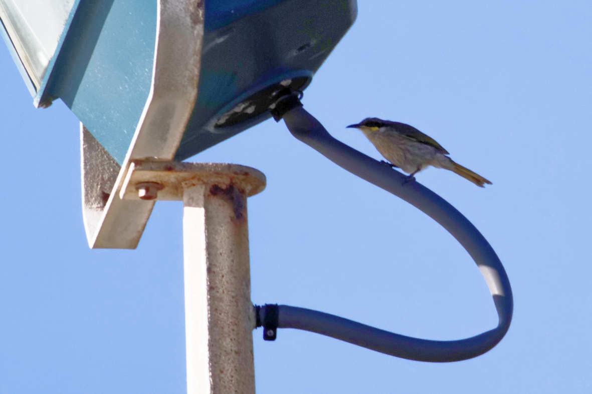 Singing Honeyeater - ML637736163