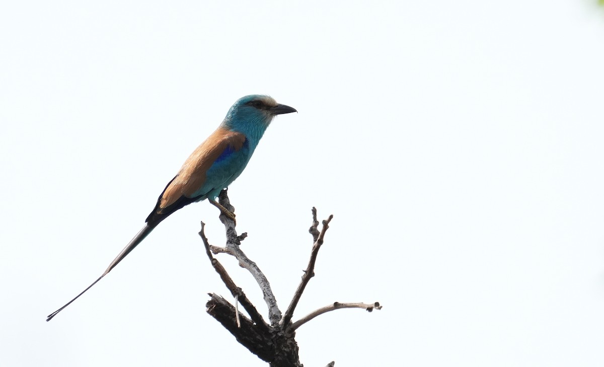 Abyssinian Roller - ML637736179