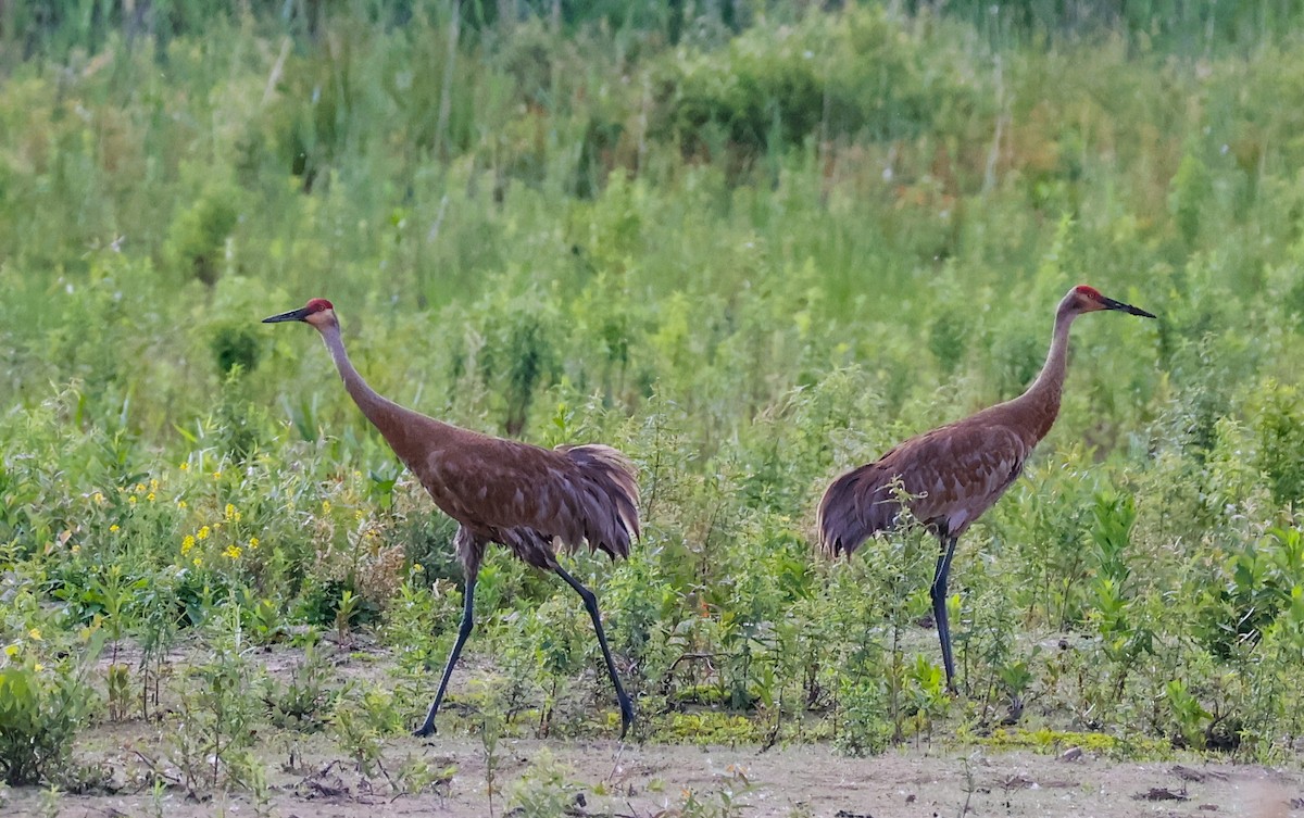 Sandhill Crane - WENDELIN LONG