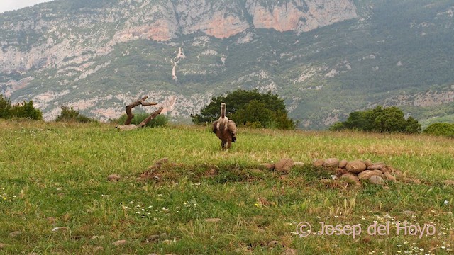 Gänsegeier - ML637736213