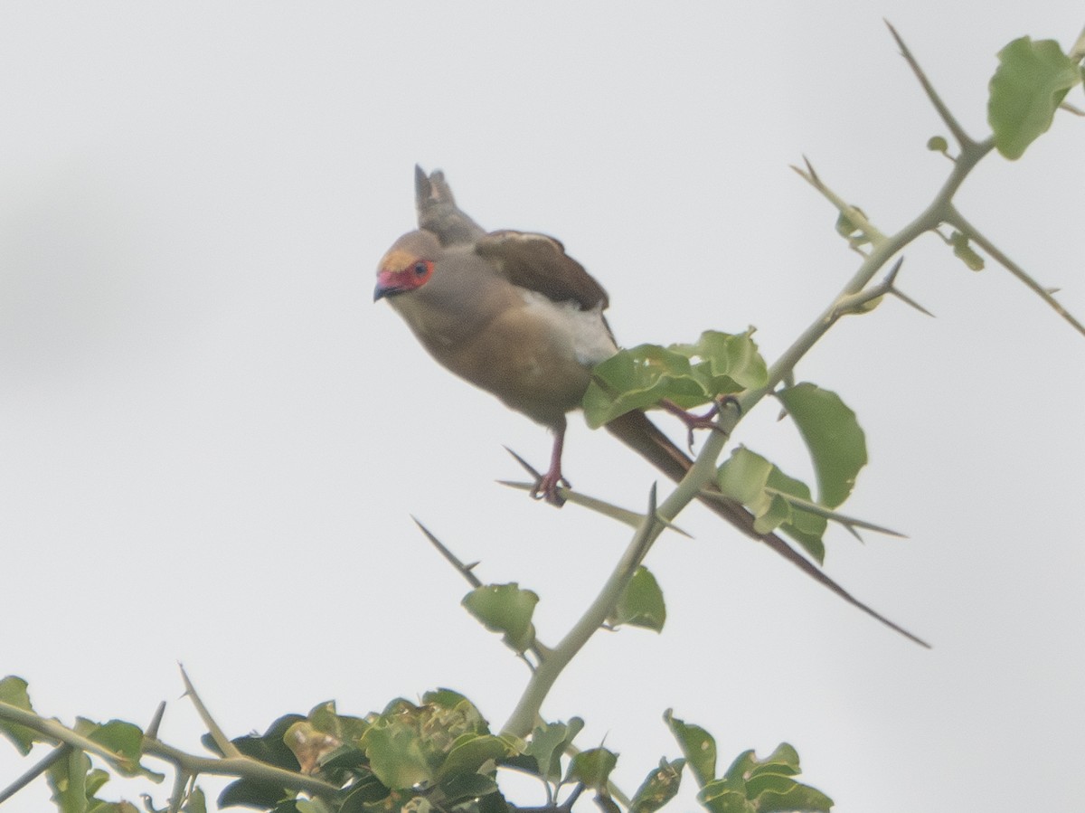 Red-faced Mousebird - ML637736214