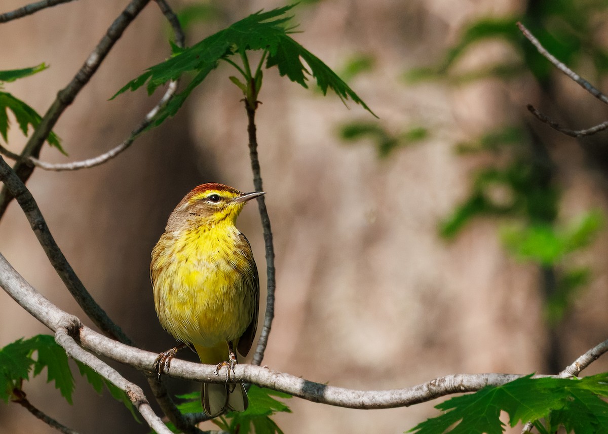 Palm Warbler - ML637736222