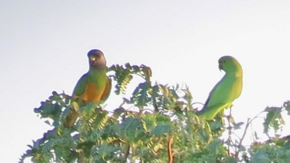 Senegal Papağanı - ML637736249
