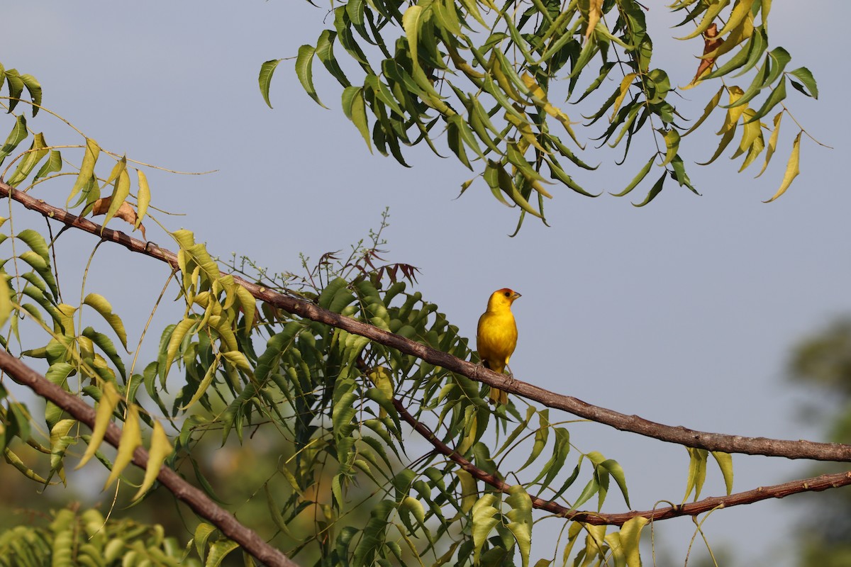 Saffron Finch - ML637736255