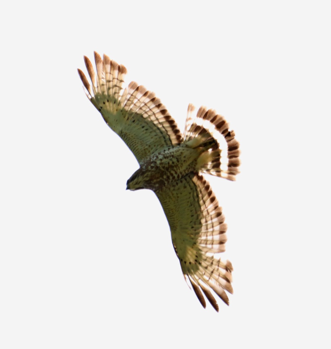 Broad-winged Hawk - ML637736303