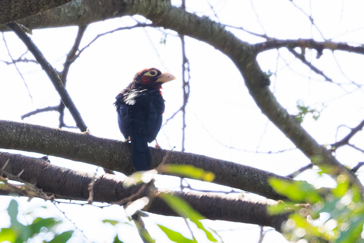 Double-toothed Barbet - ML637736306
