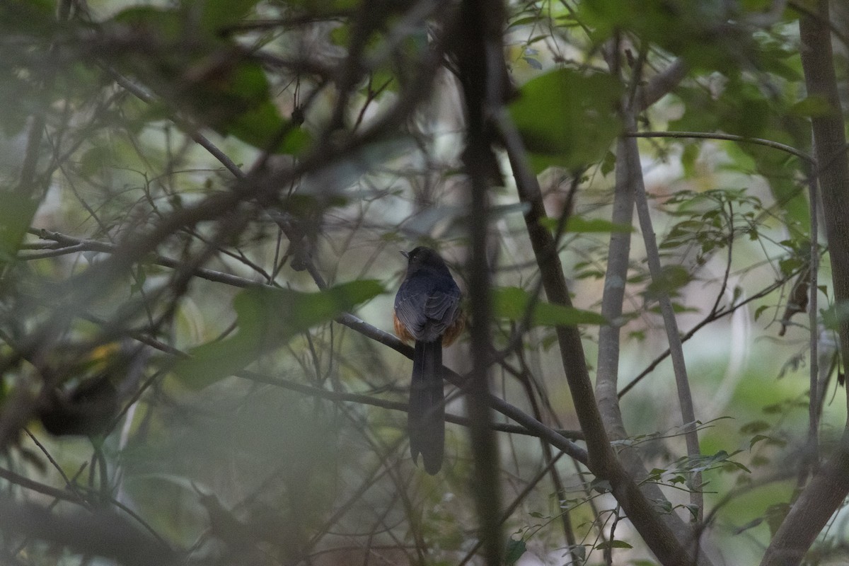 White-rumped Shama - ML637736373