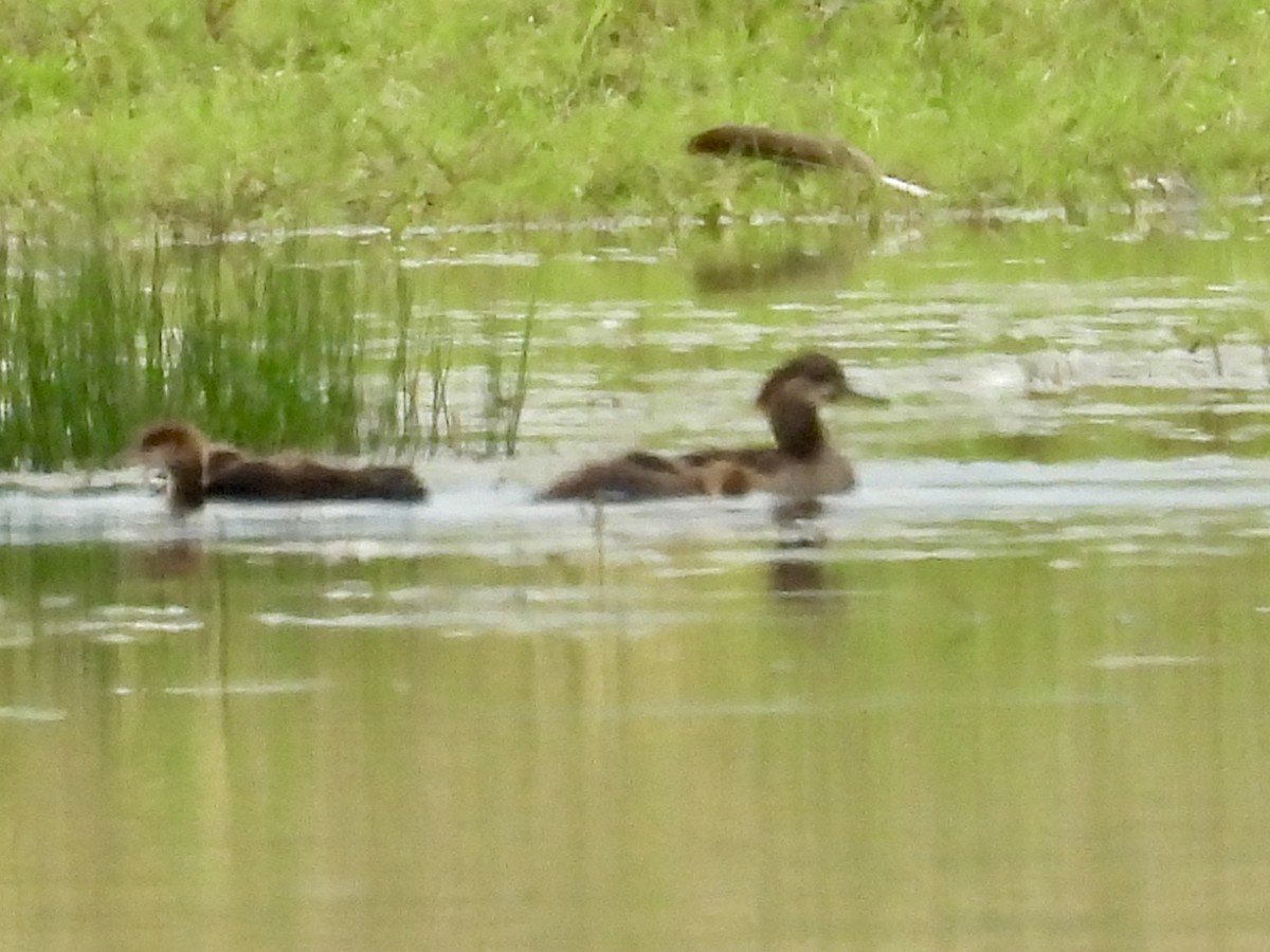 Hooded Merganser - ML637736493