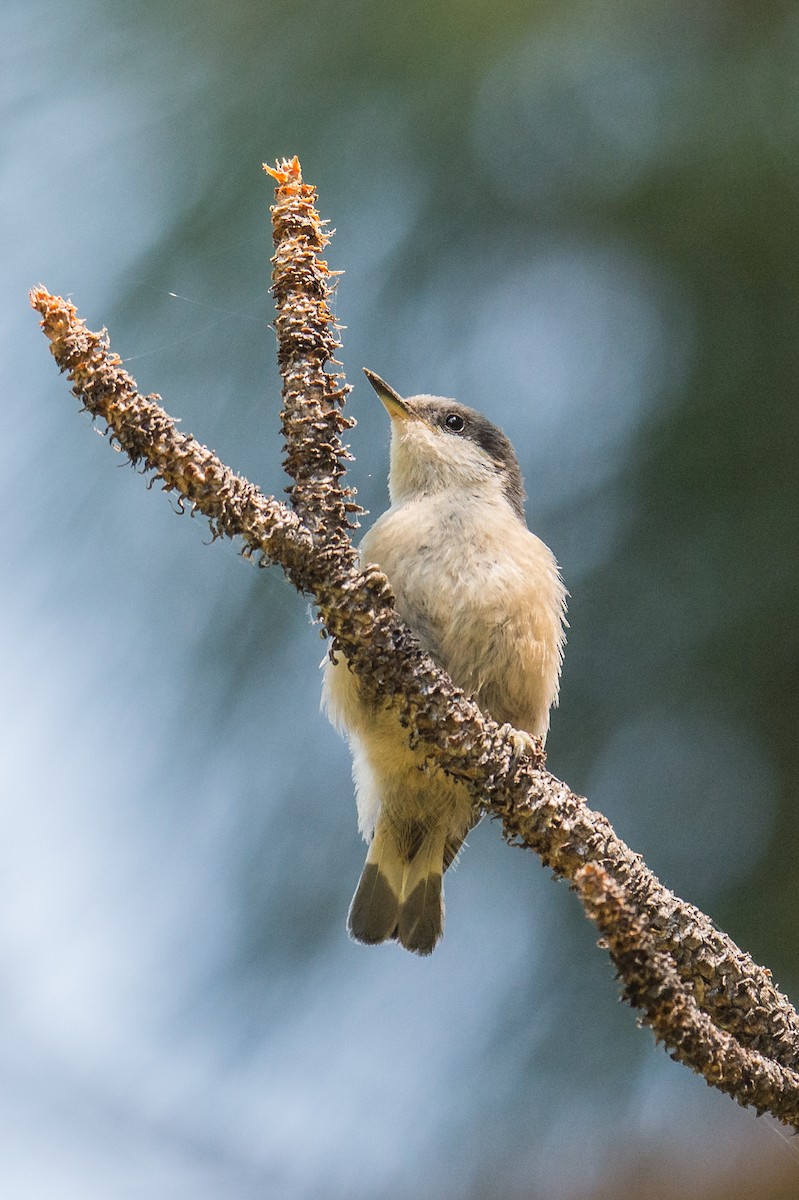 Pygmy Nuthatch - Jeff Bleam