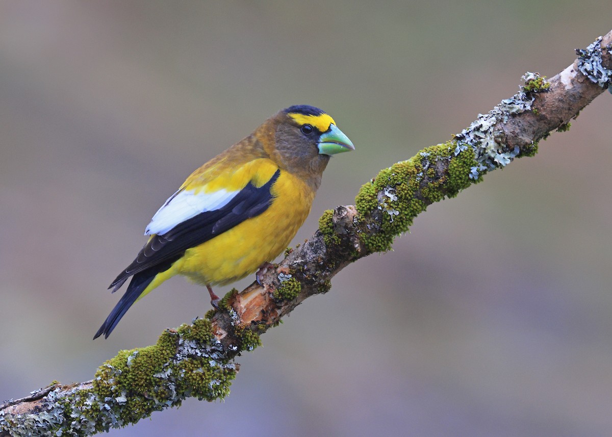 Evening Grosbeak (type 3) - ML637736516
