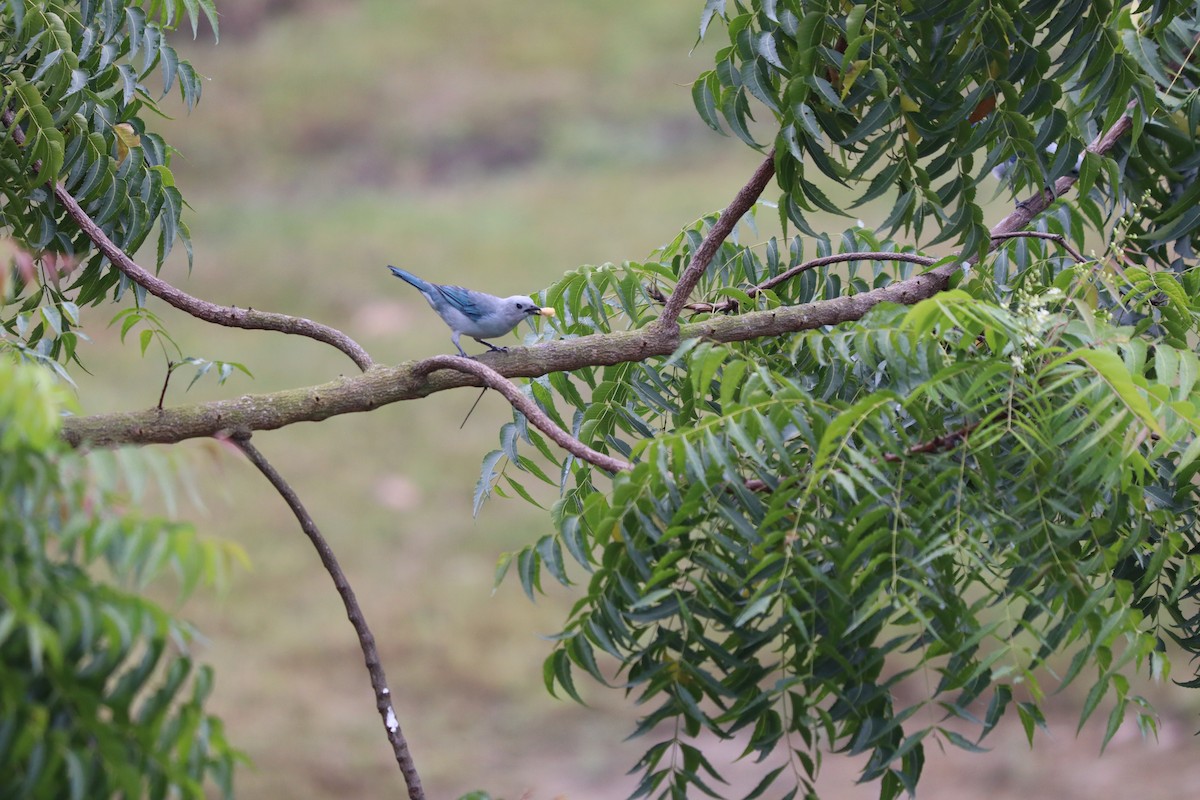 Blue-gray Tanager - ML637736545