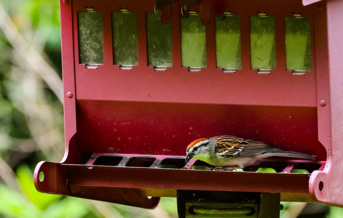 Chipping Sparrow - ML637736586