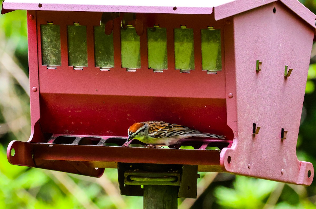 Chipping Sparrow - ML637736587