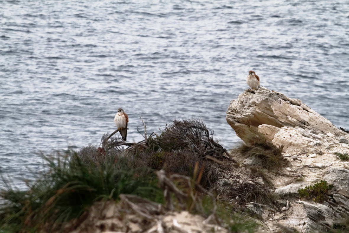 Nankeen Kestrel - ML637736592