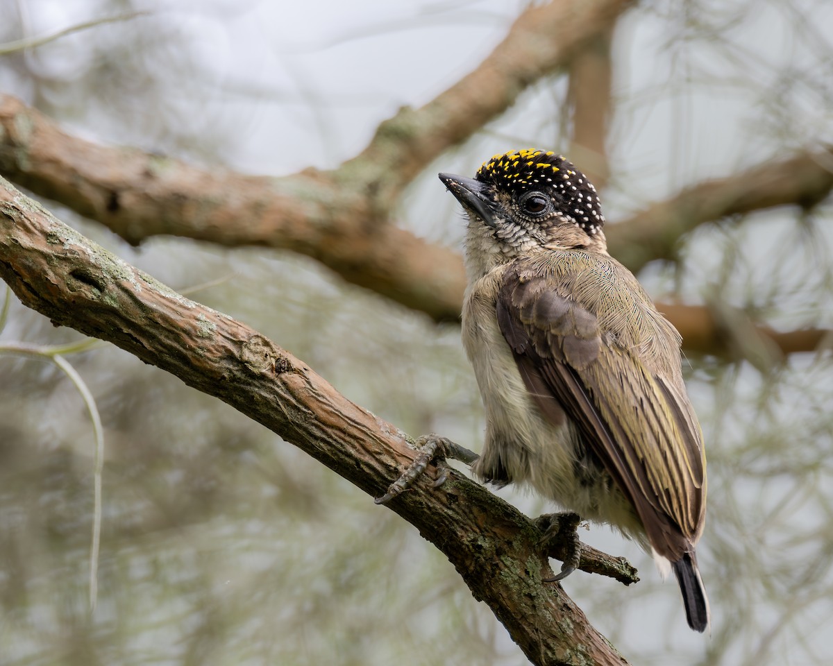 Grayish Piculet - ML637736642