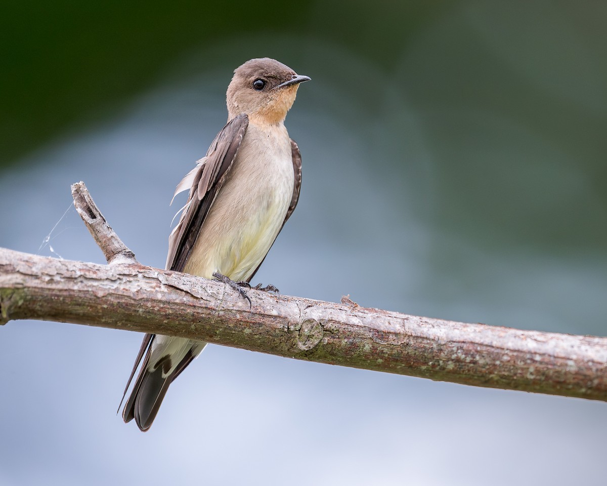 Southern Rough-winged Swallow - ML637736645