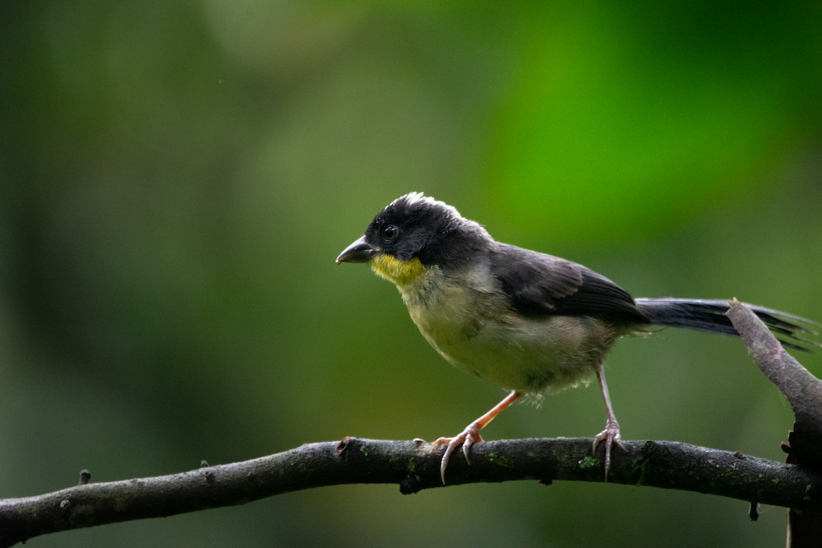 White-naped Brushfinch - ML637736646