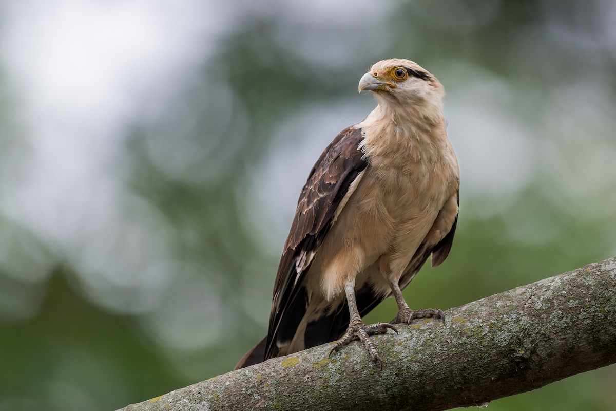 Yellow-headed Caracara - ML637736663