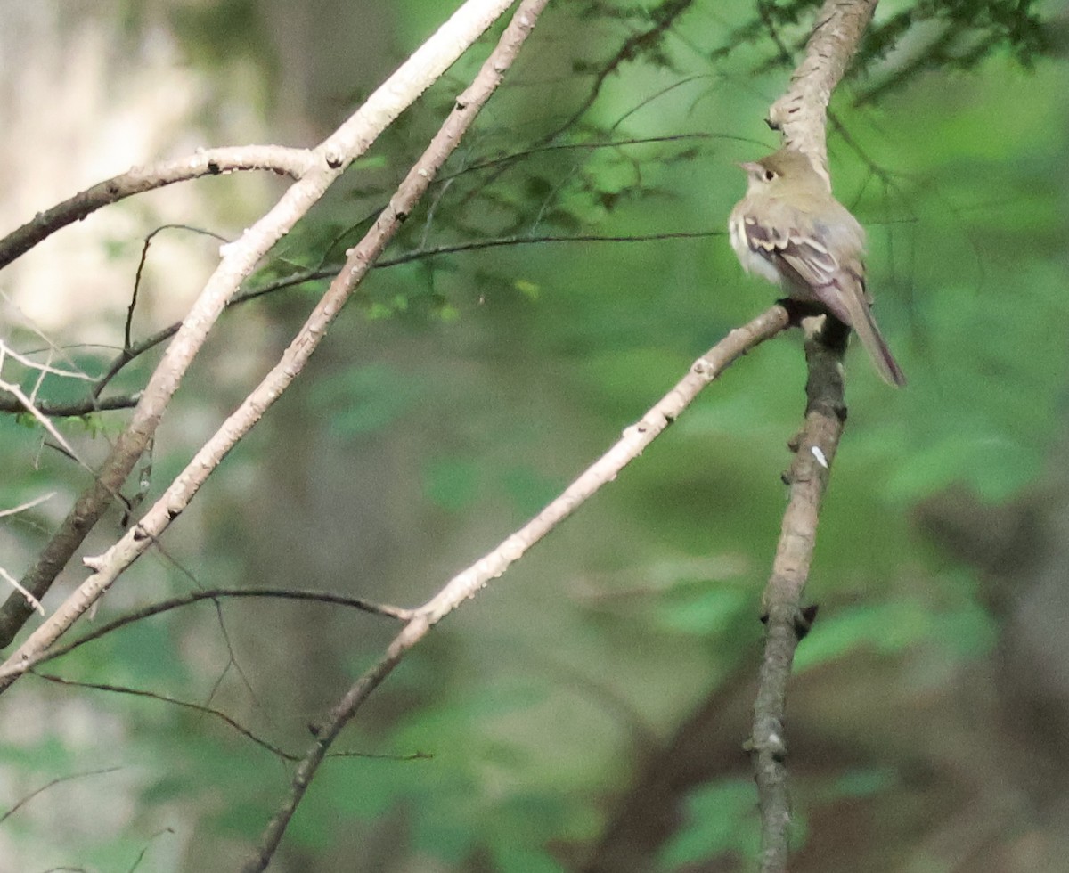 Acadian Flycatcher - ML637736682