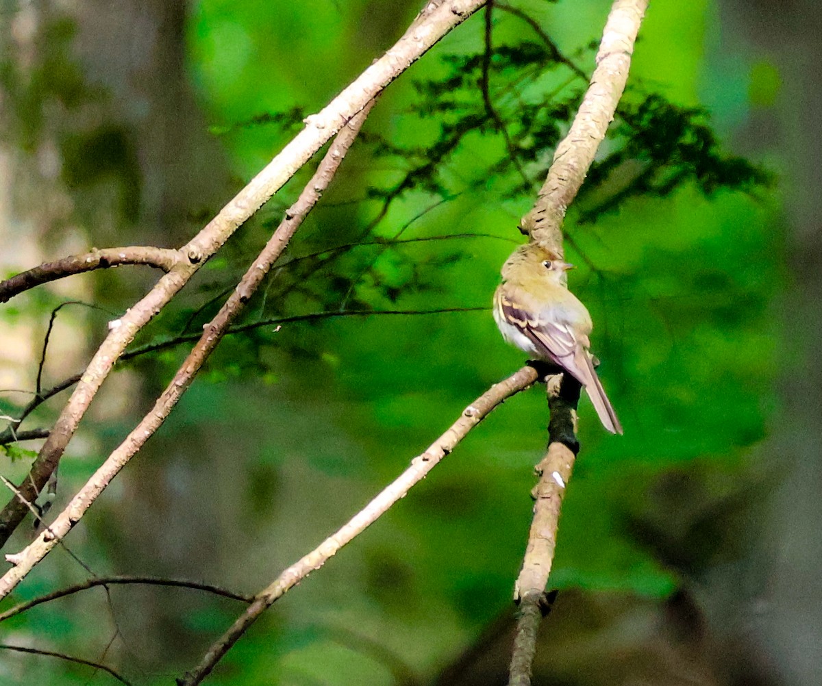 Acadian Flycatcher - ML637736683
