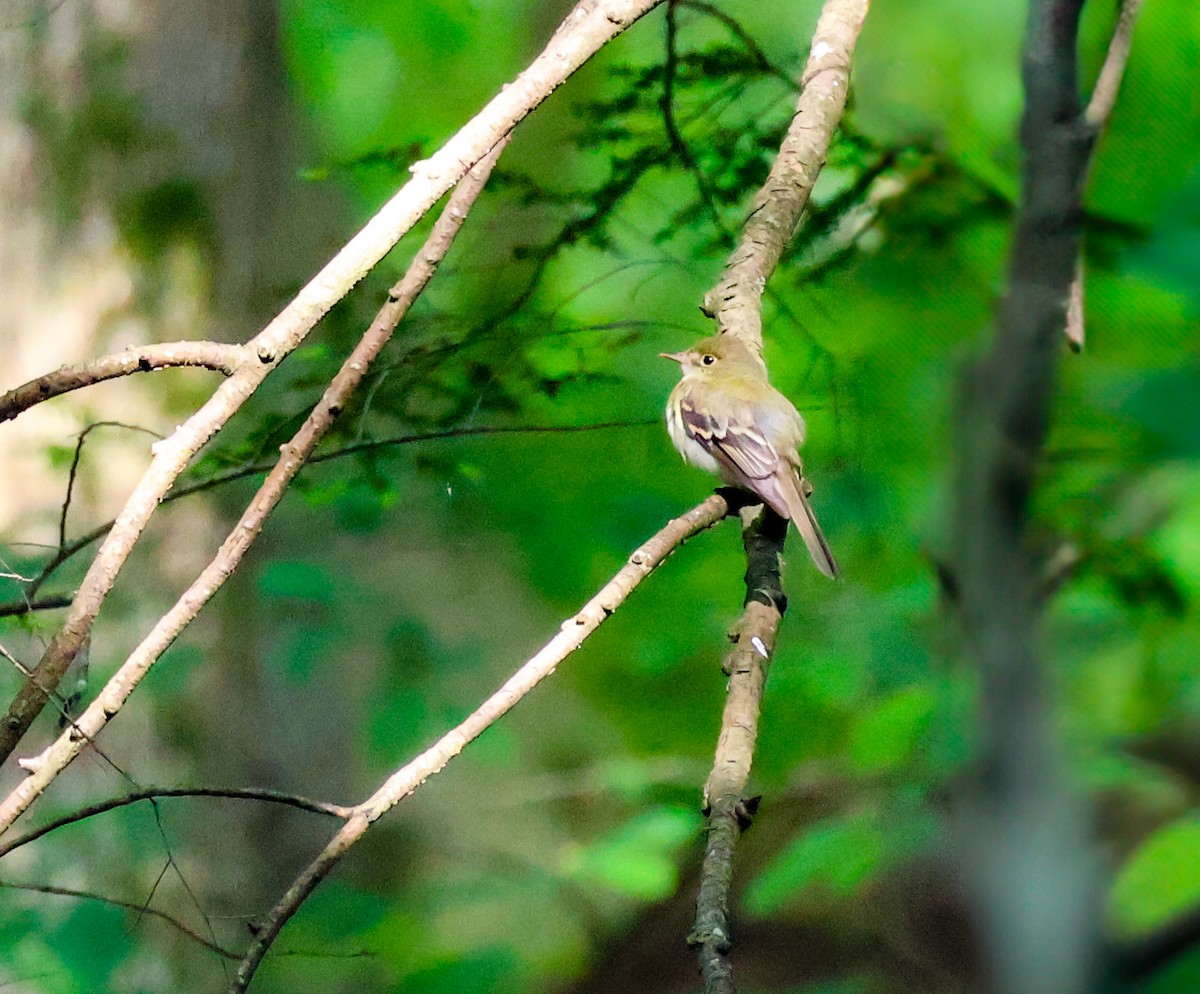 Acadian Flycatcher - ML637736684