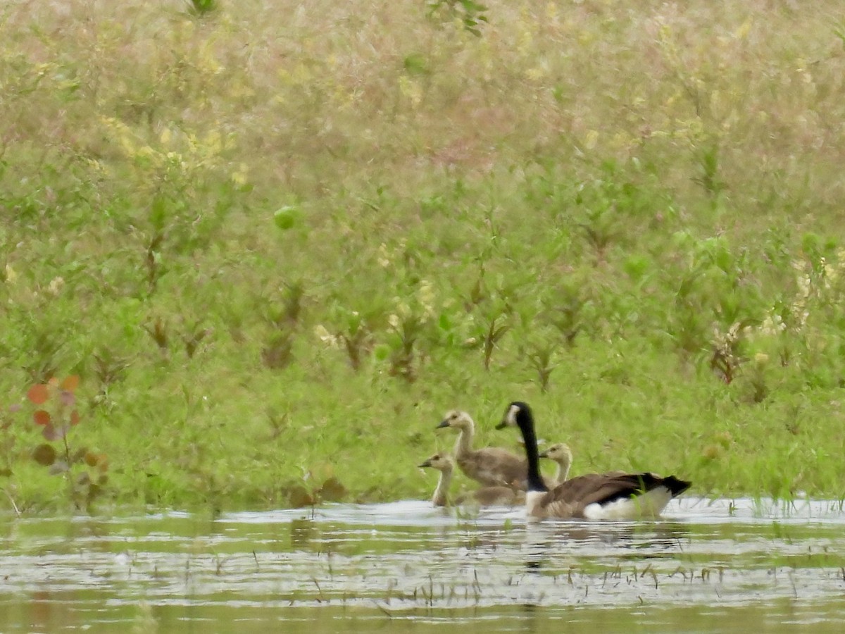 Canada Goose - ML637736685