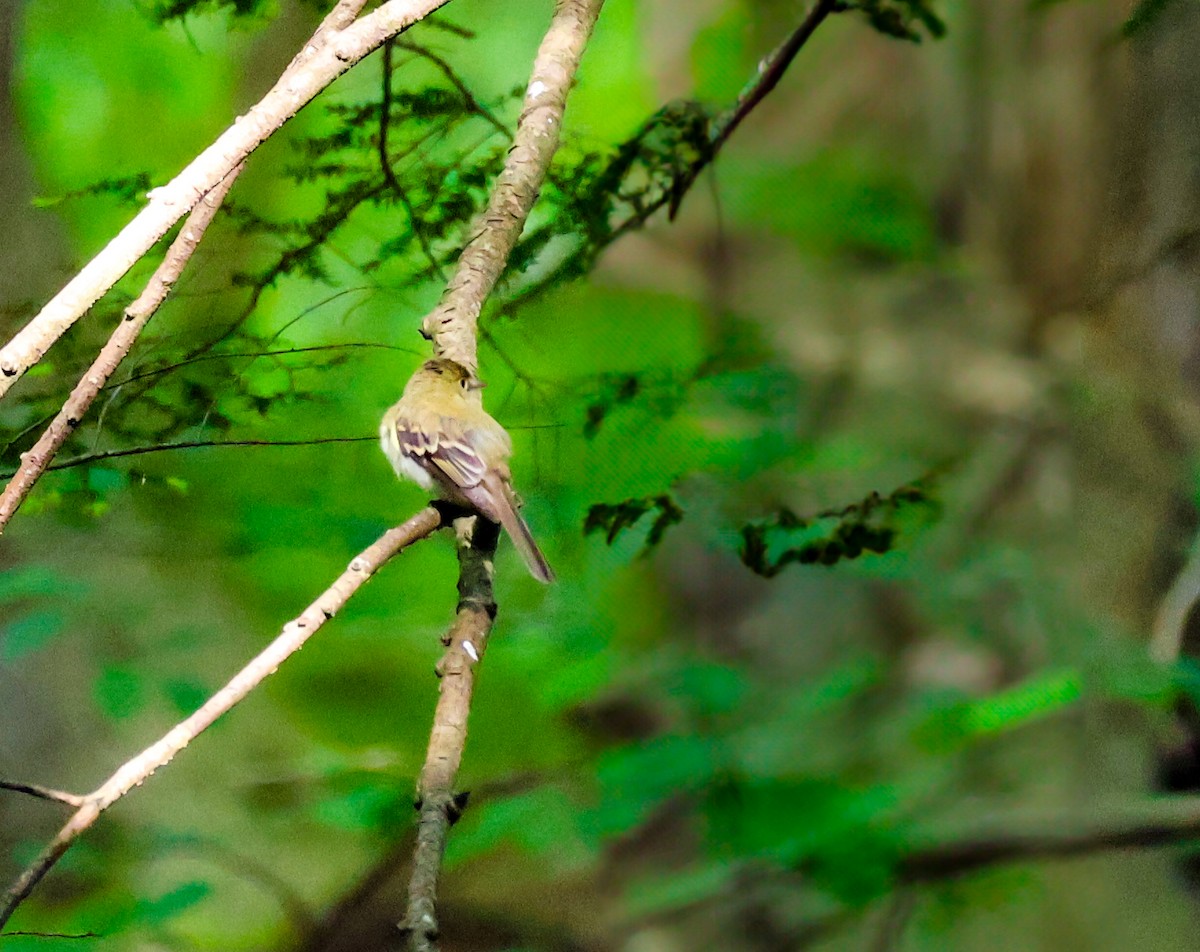 Acadian Flycatcher - ML637736687
