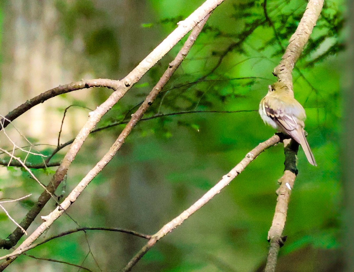 Acadian Flycatcher - ML637736688