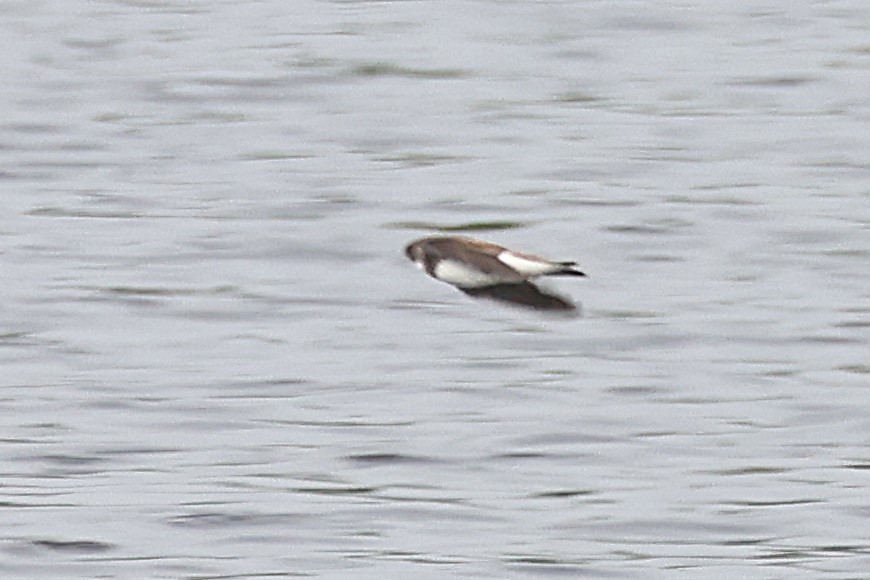 Bank Swallow - ML637736751