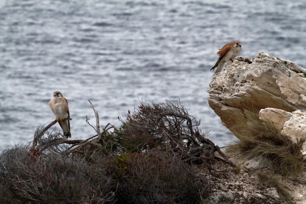 Nankeen Kestrel - ML637736756