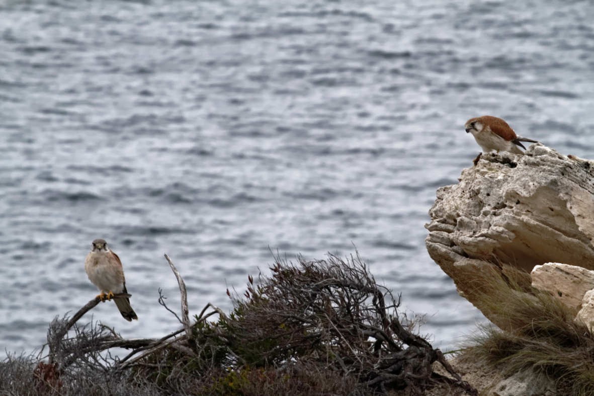 Nankeen Kestrel - ML637736757