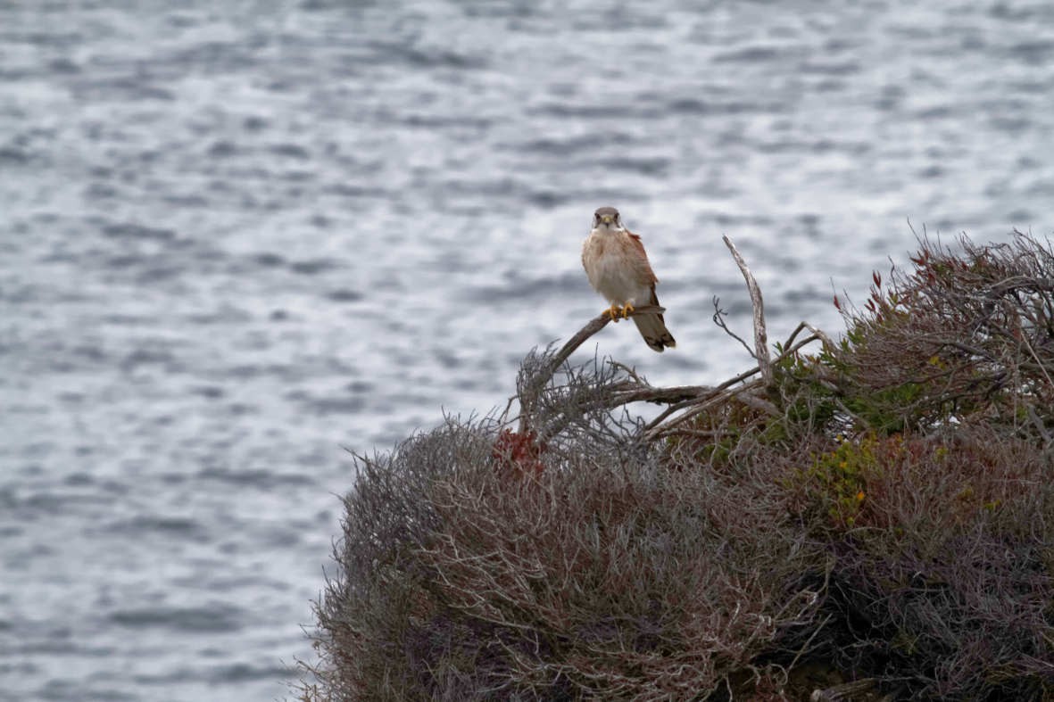Nankeen Kestrel - ML637736758