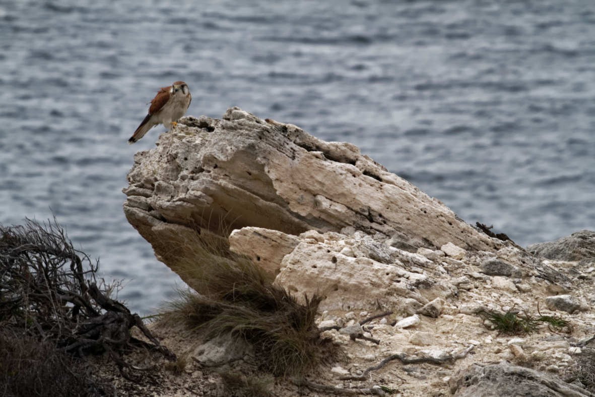 Nankeen Kestrel - ML637736759