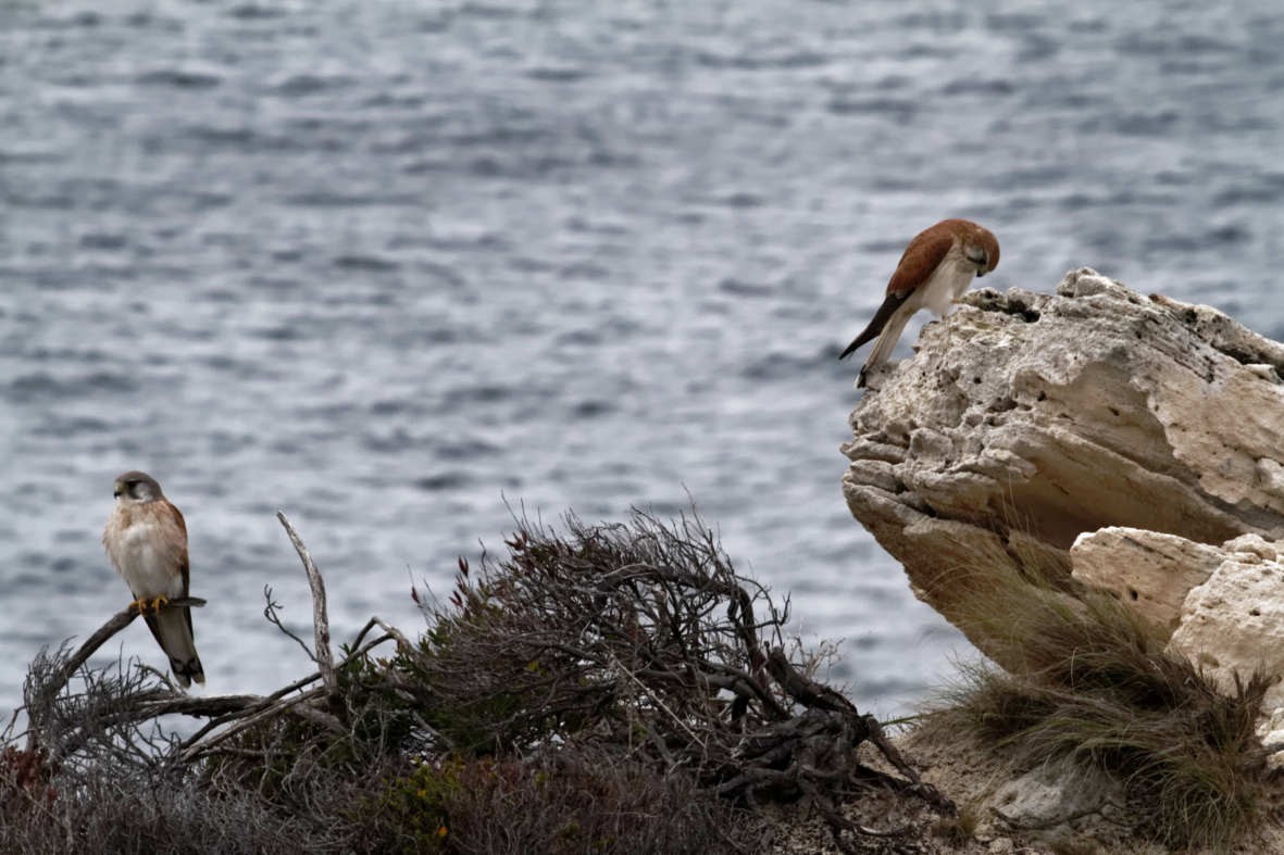 Nankeen Kestrel - ML637736760