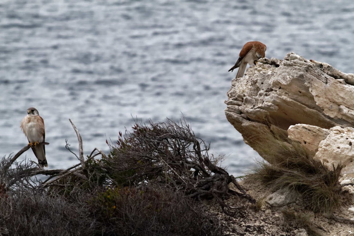 Nankeen Kestrel - ML637736761