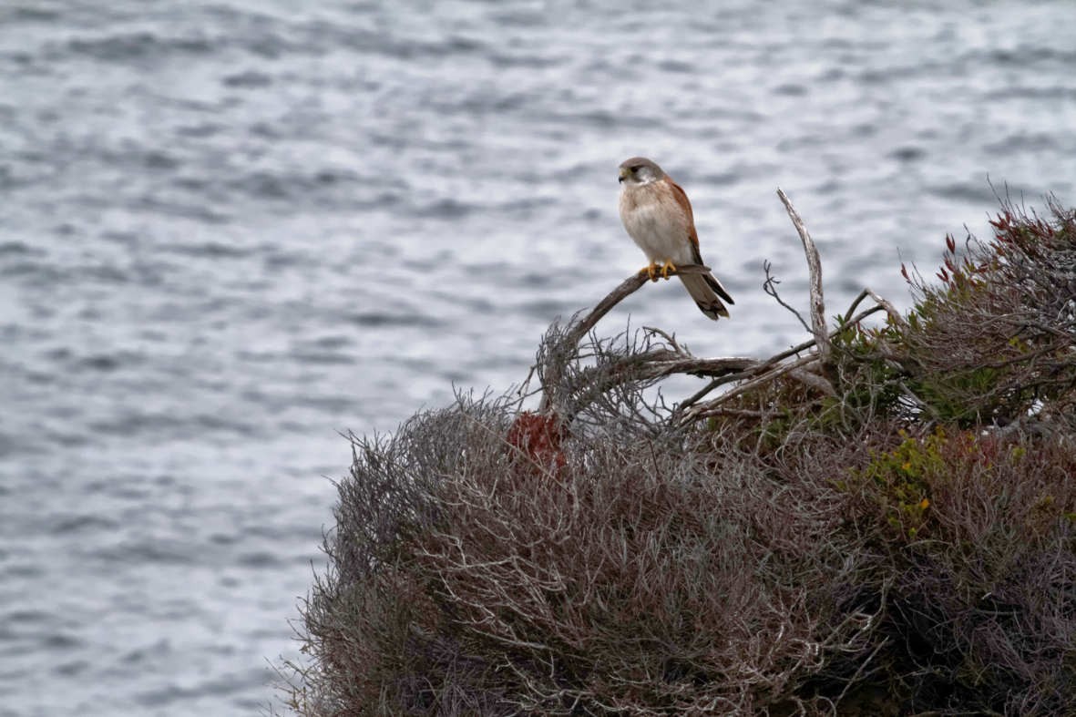 Nankeen Kestrel - ML637736762