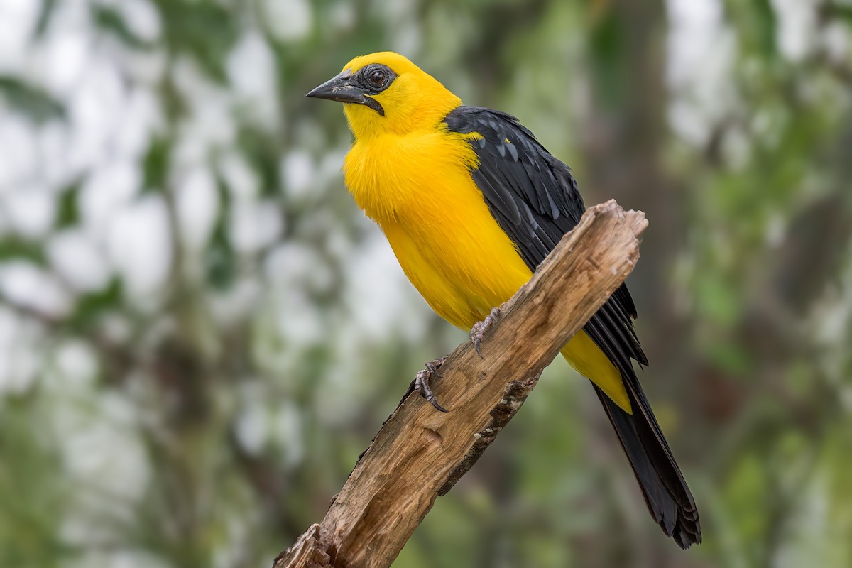Oriole Blackbird - ML637736764
