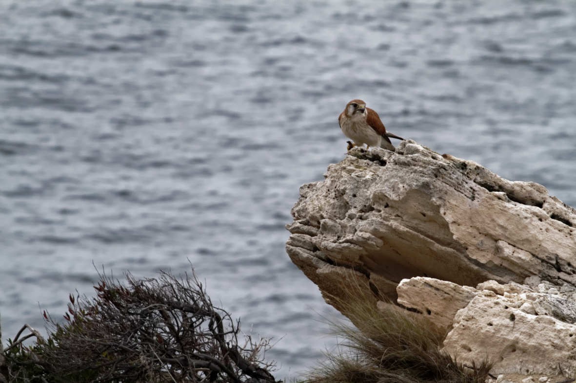 Nankeen Kestrel - ML637736767