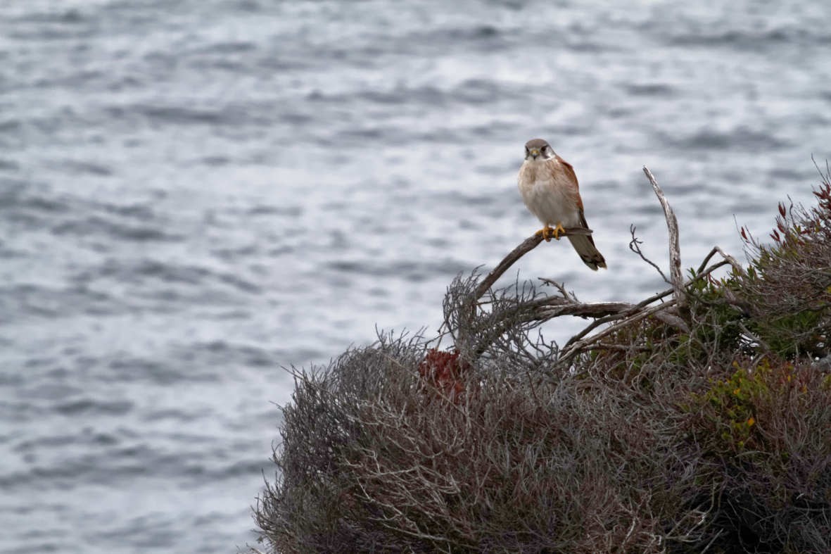 Nankeen Kestrel - ML637736771