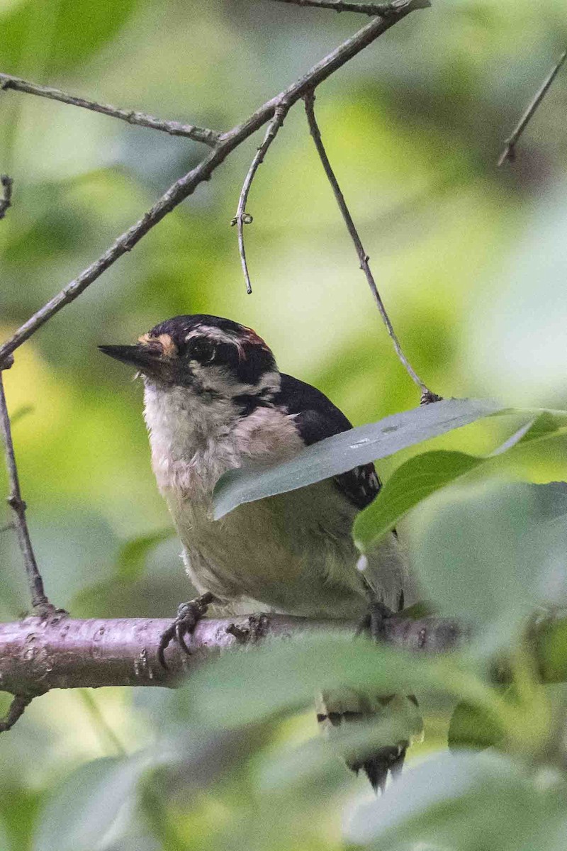 Downy Woodpecker - ML637736824