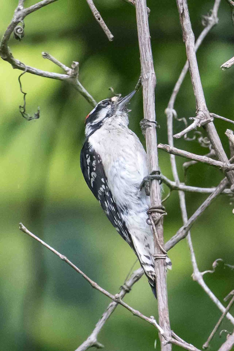 Downy Woodpecker - ML637736825