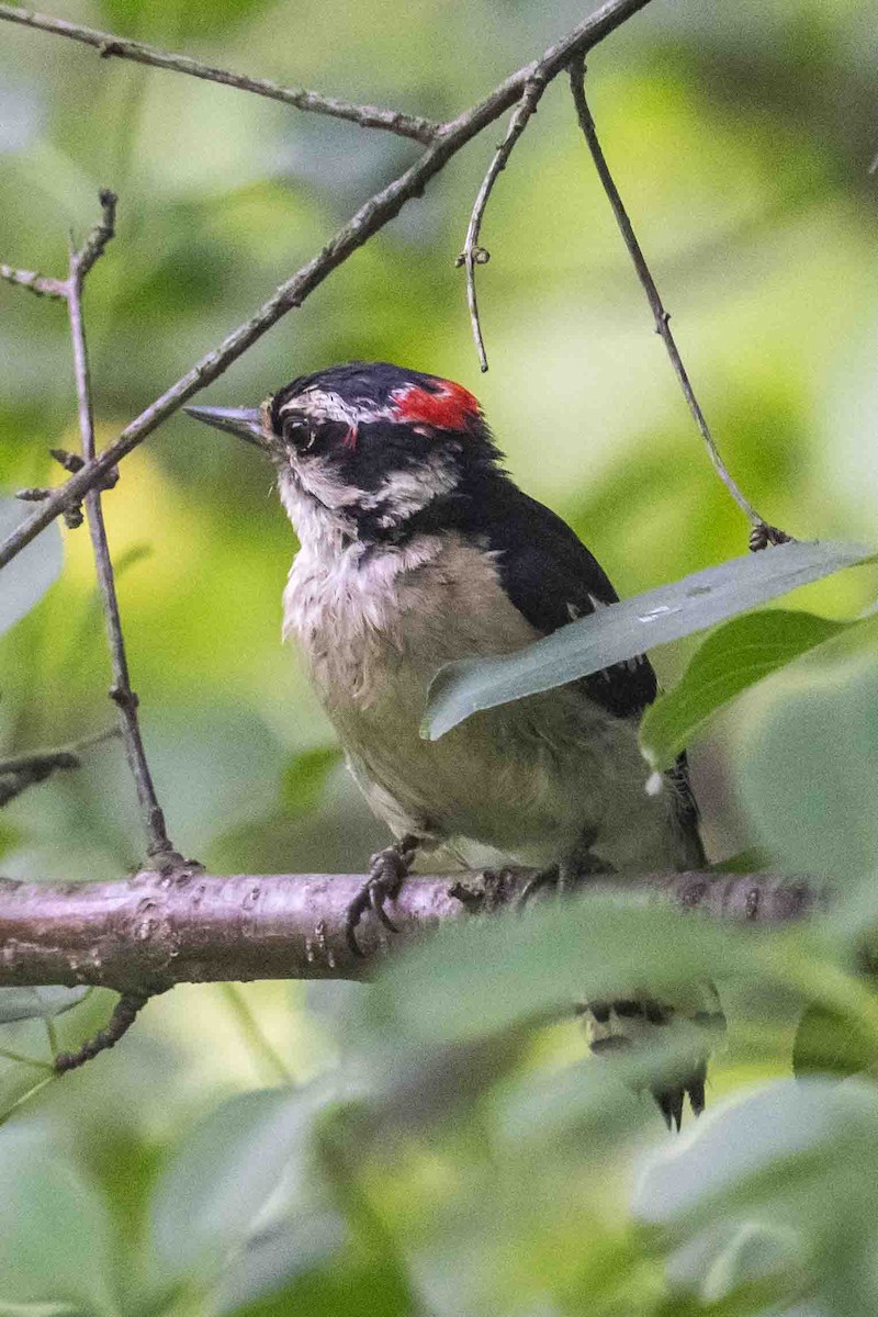 Downy Woodpecker - ML637736826