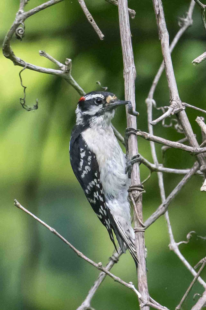 Downy Woodpecker - ML637736827