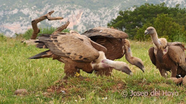 Gänsegeier - ML637736884