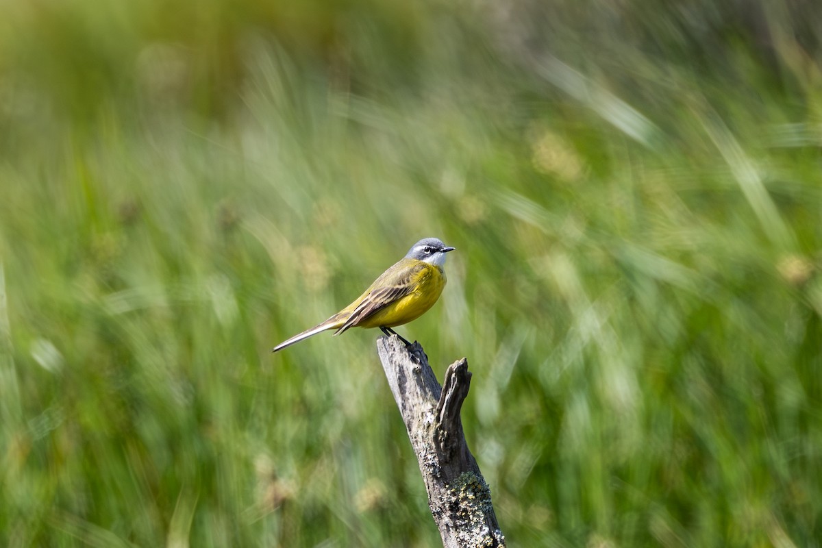 konipas luční - ML637736910