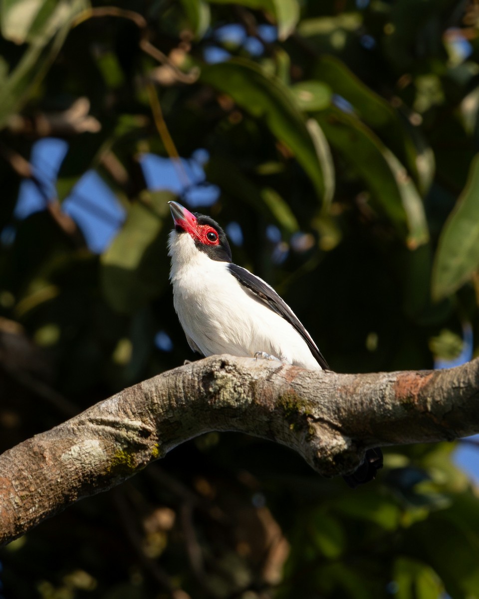 Black-tailed Tityra - ML637736938