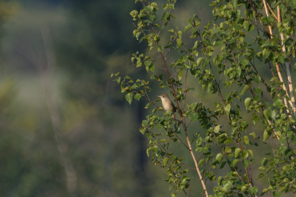 Thick-billed Warbler - ML637736947