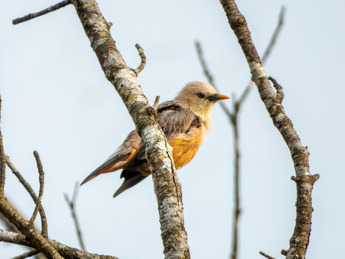 Malabar Starling - ML637736954