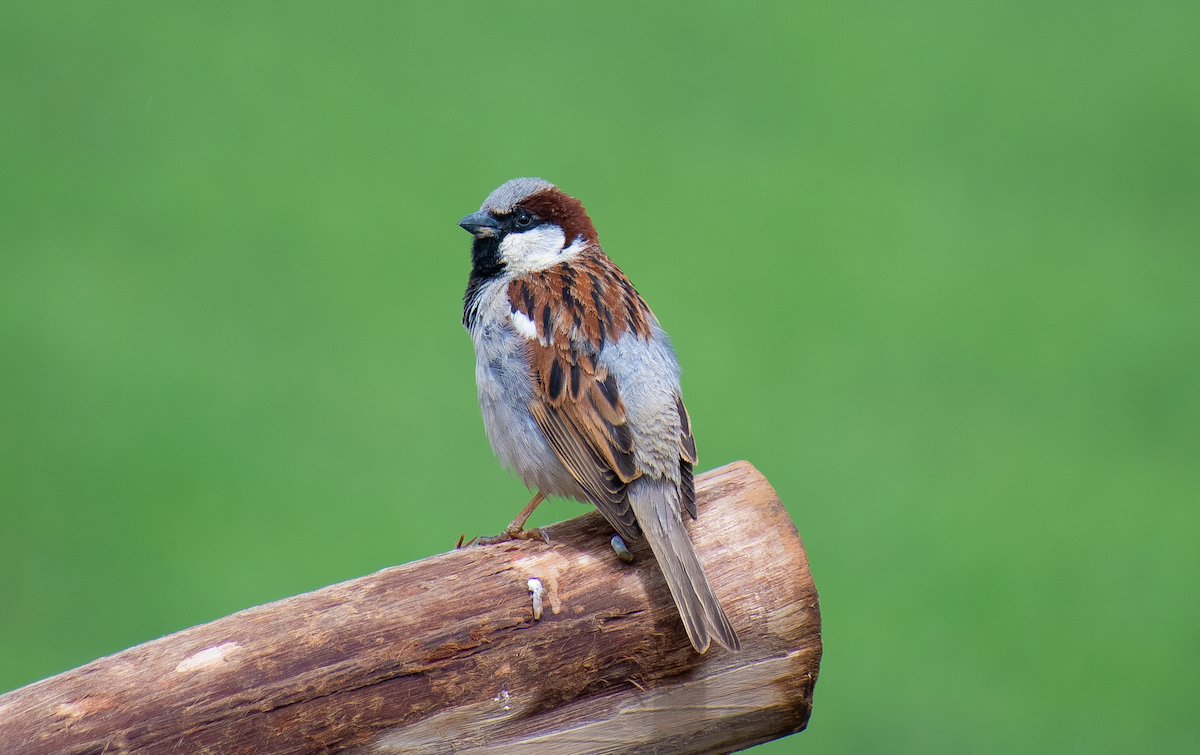 House Sparrow - Abdus Shakur Mohammad