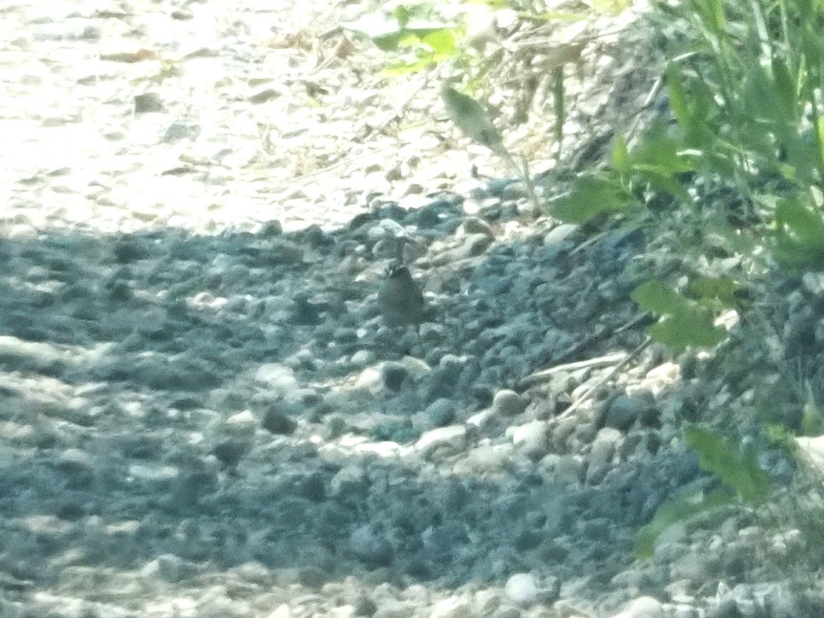 Chipping Sparrow - ML637737031